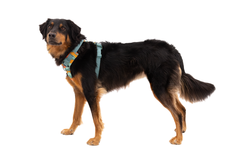 Ruffwear Front Range Σαμάρι, river rock green