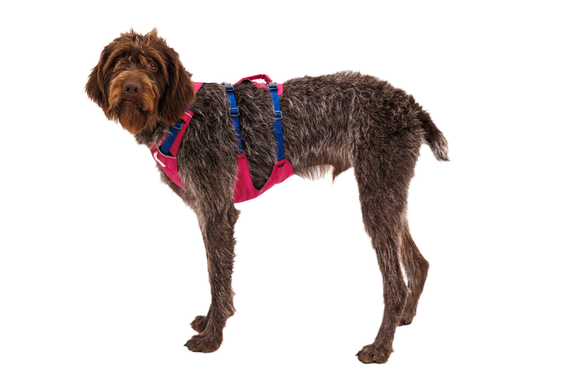 Ruffwear Flagline Σαμάρι, alpenglow pink