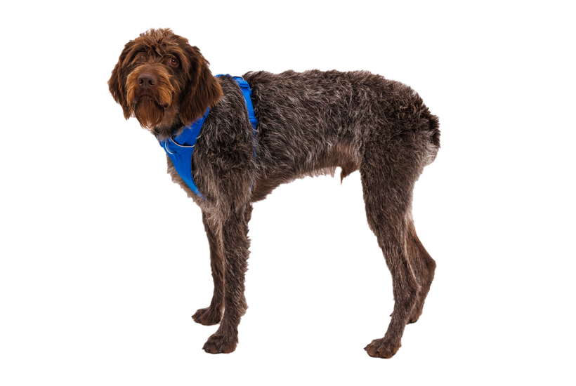 Ruffwear Front Range Σαμάρι, blue pool