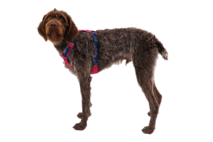 Ruffwear Hi & Light Σαμάρι, alpenglow pink