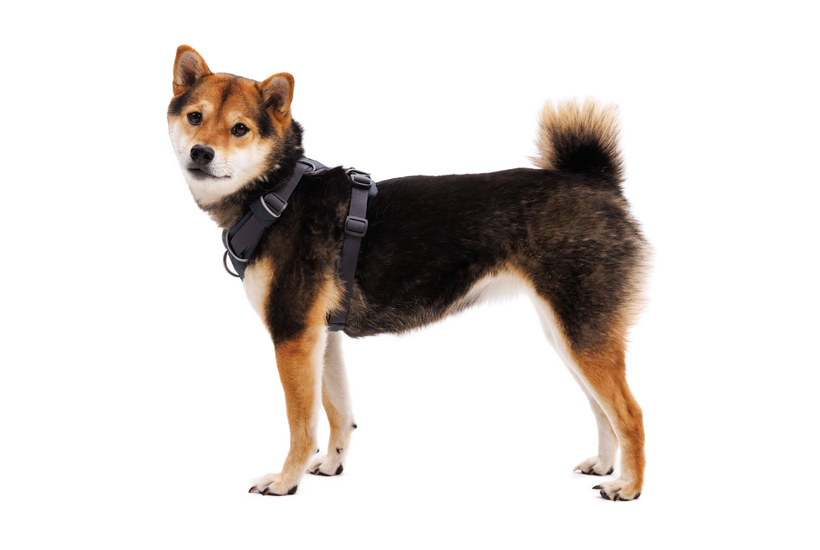 Ruffwear Front Range Σαμάρι, σκούρο γκρι