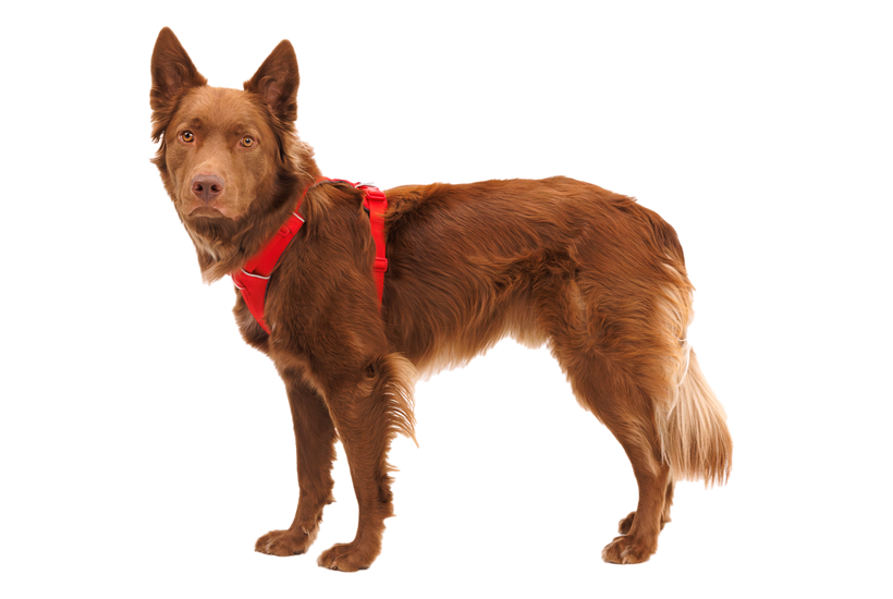 Ruffwear Front Range Ιμάντας, red canyon