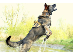 K9 Thorn Delta harness, coyote