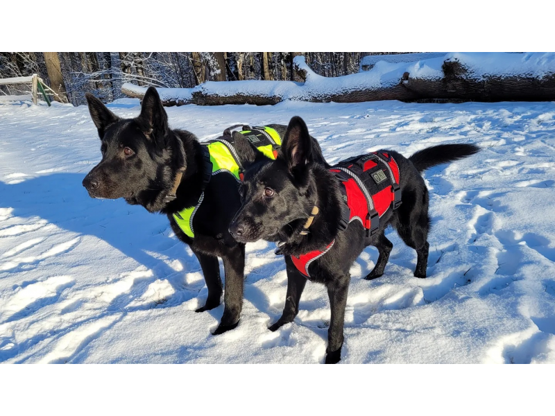 K9 Thorn Ιμάντας One SS M, κόκκινο