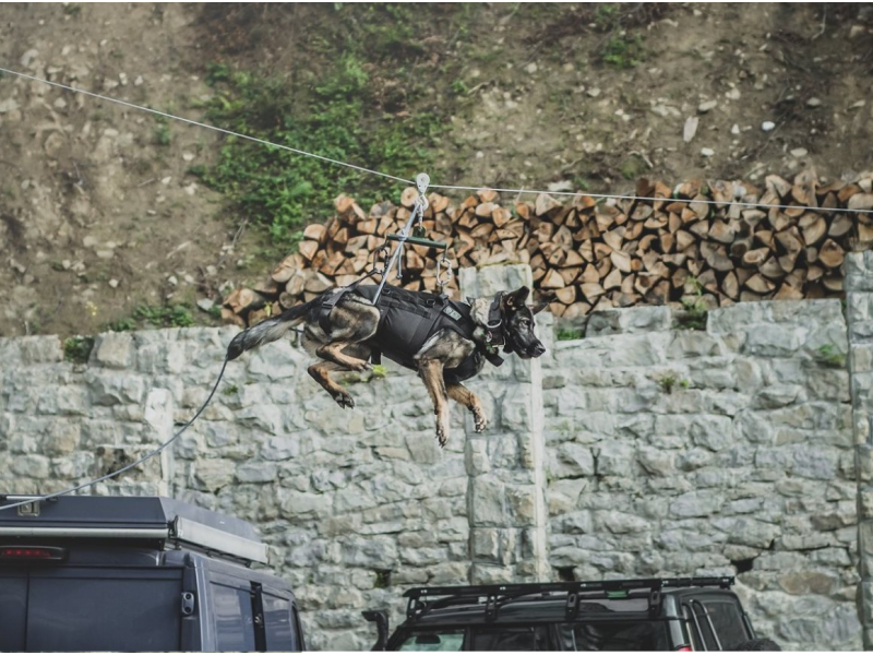 K9 Thorn Ιμάντας Τακτικός